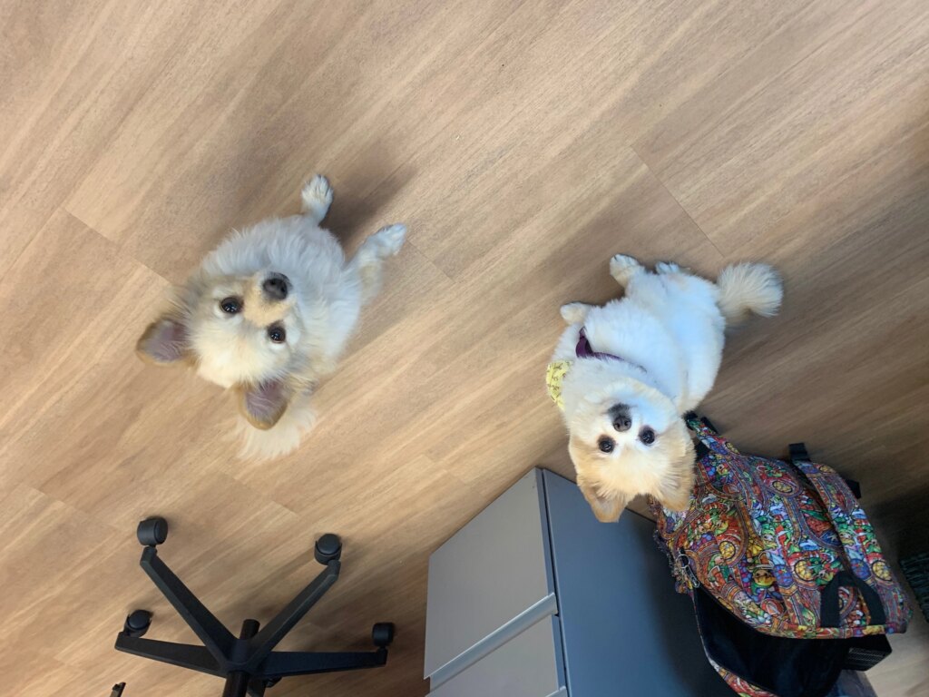 Pet friendly helium 10