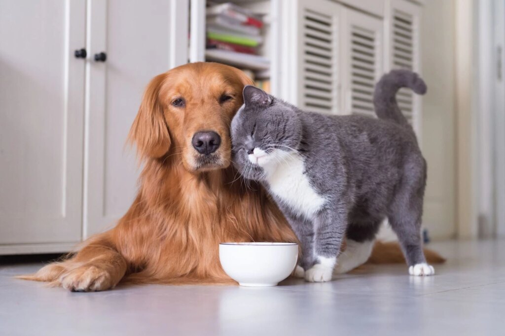 Dog and Cat 