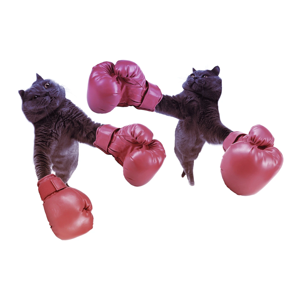 Two cats comically boxing with boxing gloves
how to get transparency codes for amazon